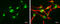 UBR5 antibody, GTX130759, GeneTex, Immunofluorescence image 