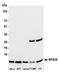 Ribosomal Protein S28 antibody, A305-095A, Bethyl Labs, Western Blot image 