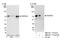 DDB1 And CUL4 Associated Factor 8 antibody, NB100-77299, Novus Biologicals, Western Blot image 