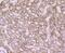 Peroxiredoxin 3 antibody, NBP2-67043, Novus Biologicals, Immunohistochemistry paraffin image 