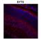 Synaptotagmin 5 antibody, ARP59484_P050, Aviva Systems Biology, Immunohistochemistry paraffin image 