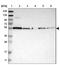 Pep4 antibody, NBP1-86072, Novus Biologicals, Western Blot image 