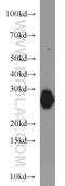 Myosin light chain 3 antibody, 10913-1-AP, Proteintech Group, Western Blot image 