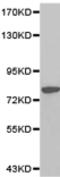 Zyxin antibody, TA323459, Origene, Western Blot image 