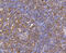 C-C Motif Chemokine Receptor 7 antibody, 13-816, ProSci, Immunohistochemistry paraffin image 