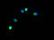 Tripartite Motif Containing 37 antibody, A63716-100, Epigentek, Immunofluorescence image 
