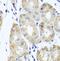 Carbonyl Reductase 4 antibody, FNab01326, FineTest, Immunohistochemistry frozen image 