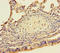 SEM1 26S Proteasome Complex Subunit antibody, A63414-100, Epigentek, Immunohistochemistry paraffin image 