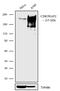 CEP215 antibody, 711426, Invitrogen Antibodies, Western Blot image 