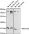 Methenyltetrahydrofolate Synthetase Domain Containing antibody, LS-C750474, Lifespan Biosciences, Western Blot image 