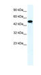 Zinc Finger Protein 778 antibody, MBS833467, MyBioSource, Western Blot image 