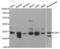 Cyclin Dependent Kinase 4 antibody, MBS127817, MyBioSource, Western Blot image 