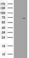 Probable ATP-dependent RNA helicase DDX59 antibody, TA800556, Origene, Western Blot image 