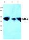 NFKB Inhibitor Epsilon antibody, AP06186PU-N, Origene, Western Blot image 