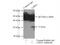 Lactate Dehydrogenase A antibody, 21799-1-AP, Proteintech Group, Immunoprecipitation image 