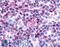 CHN antibody, LS-A2331, Lifespan Biosciences, Immunohistochemistry frozen image 