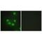 Homeobox protein SIX6 antibody, A06502, Boster Biological Technology, Immunofluorescence image 