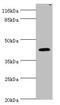 Ubiquitin carboxyl-terminal hydrolase 12 antibody, orb350804, Biorbyt, Western Blot image 