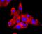 Fatty Acid Binding Protein 4 antibody, NBP2-66828, Novus Biologicals, Immunofluorescence image 