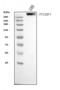 p53BP1 antibody, A00397, Boster Biological Technology, Western Blot image 