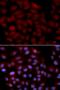 Serine And Arginine Rich Splicing Factor 9 antibody, orb373203, Biorbyt, Immunofluorescence image 