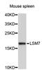 LSM7 Homolog, U6 Small Nuclear RNA And MRNA Degradation Associated antibody, STJ26847, St John