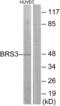 Bombesin Receptor Subtype 3 antibody, abx015271, Abbexa, Western Blot image 