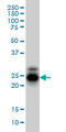 Protein CREG1 antibody, LS-B6187, Lifespan Biosciences, Western Blot image 