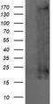 HRas Proto-Oncogene, GTPase antibody, TA505665BM, Origene, Western Blot image 