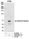 Leukotriene A4 Hydrolase antibody, A305-006A, Bethyl Labs, Immunoprecipitation image 