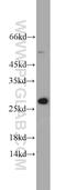 LDLR chaperone MESD antibody, 10958-1-AP, Proteintech Group, Western Blot image 