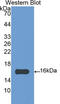 IL-4 antibody, LS-C372461, Lifespan Biosciences, Western Blot image 