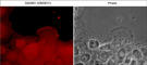 Disheveled-associated activator of morphogenesis 1 antibody, DM3511, ECM Biosciences, Immunocytochemistry image 