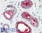 Prolactin-inducible protein antibody, LS-B2498, Lifespan Biosciences, Immunohistochemistry frozen image 