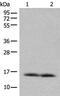 Cytochrome c oxidase subunit 7A-related protein, mitochondrial antibody, PA5-68411, Invitrogen Antibodies, Western Blot image 