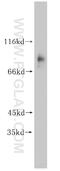 T-Box 2 antibody, 16930-1-AP, Proteintech Group, Western Blot image 