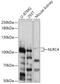 NLR Family CARD Domain Containing 4 antibody, 14-800, ProSci, Western Blot image 