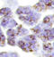 Serine Protease 3 antibody, AF3565, R&D Systems, Western Blot image 