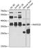 DNA repair protein RAD51 homolog 4 antibody, 19-263, ProSci, Western Blot image 