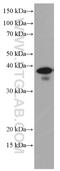 Inhibitor Of Growth Family Member 2 antibody, 66512-1-Ig, Proteintech Group, Western Blot image 