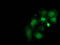 Striatin Interacting Protein 1 antibody, TA502314, Origene, Immunofluorescence image 