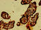 Caspase Recruitment Domain Family Member 14 antibody, orb401760, Biorbyt, Immunohistochemistry paraffin image 