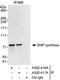 Guanine Monophosphate Synthase antibody, A302-416A, Bethyl Labs, Immunoprecipitation image 