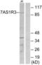 Taste 1 Receptor Member 3 antibody, LS-C120967, Lifespan Biosciences, Western Blot image 