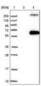 EFEMP2 antibody, PA5-54742, Invitrogen Antibodies, Western Blot image 