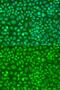 Dynein light chain 1, axonemal antibody, GTX65922, GeneTex, Immunofluorescence image 