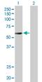 Growth Differentiation Factor 10 antibody, H00002662-B01P, Novus Biologicals, Western Blot image 