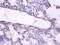 Enhancer of rudimentary homolog antibody, A51685-100, Epigentek, Immunohistochemistry paraffin image 