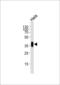 Folate Receptor Alpha antibody, 55-347, ProSci, Western Blot image 