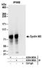 Metal transporter CNNM3 antibody, A304-066A, Bethyl Labs, Immunoprecipitation image 
